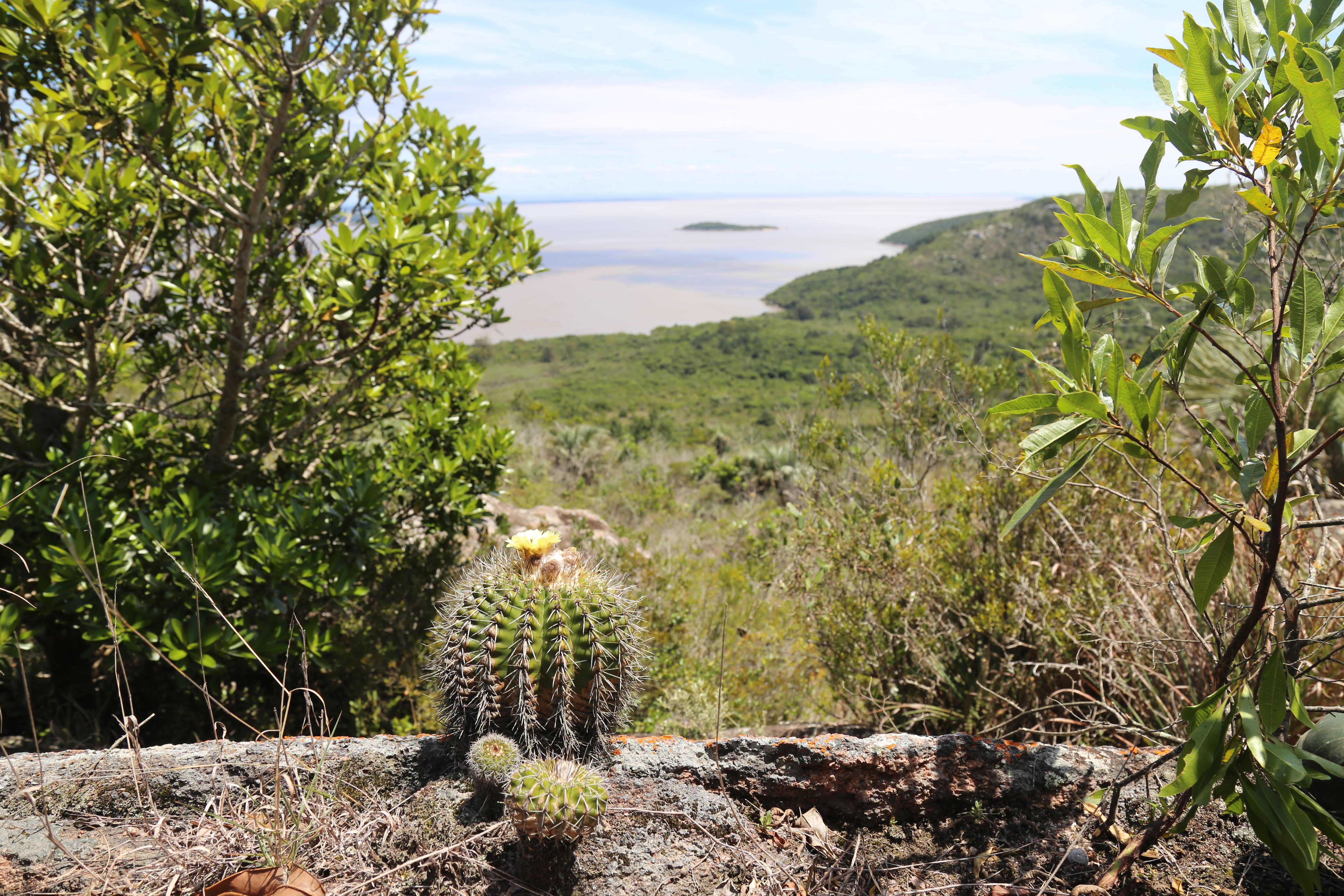 Background representing floristic research and plant conservation