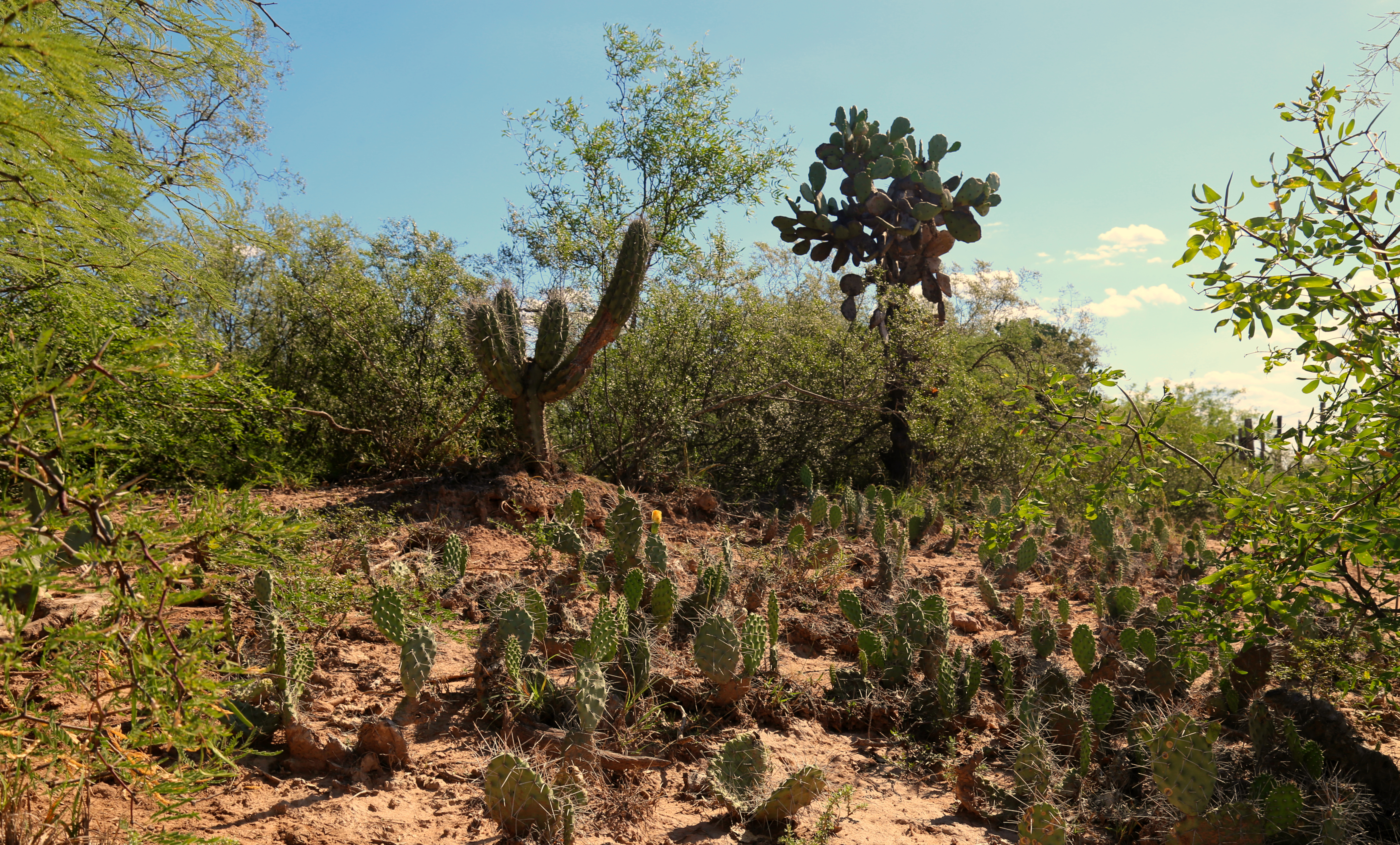 Background representing research in plant systematics and evolution