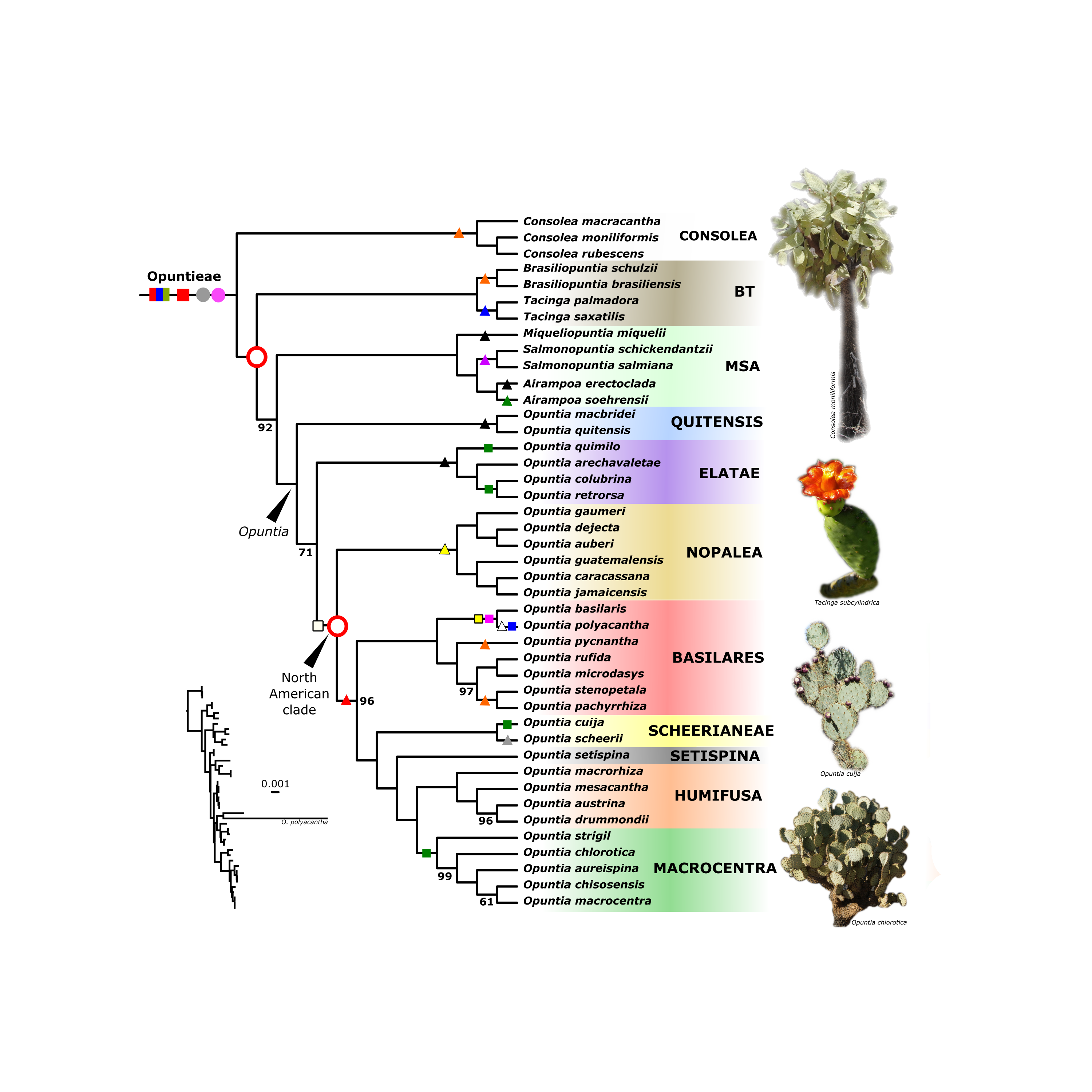 Detail representing taxonomic and evolutionary research