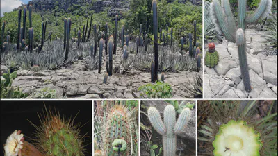 Novas combinações e notas taxonômicas em Cereinae (Cactoideae, Cactaceae) do Brasil featured image