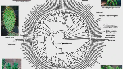 Filogenômica de um dos grupos de plantas CAM mais intrigantes do mundo, os Opuntioides (Opuntioideae: Cactaceae): Adaptação às florestas tropicais secas ajudou a impulsionar características morfológicas proeminentes no clado featured image