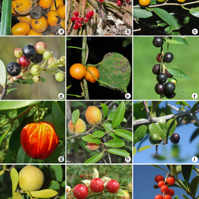 Frutas nativas do Rio Grande do Sul, Brasil: riqueza e potencial alimentício