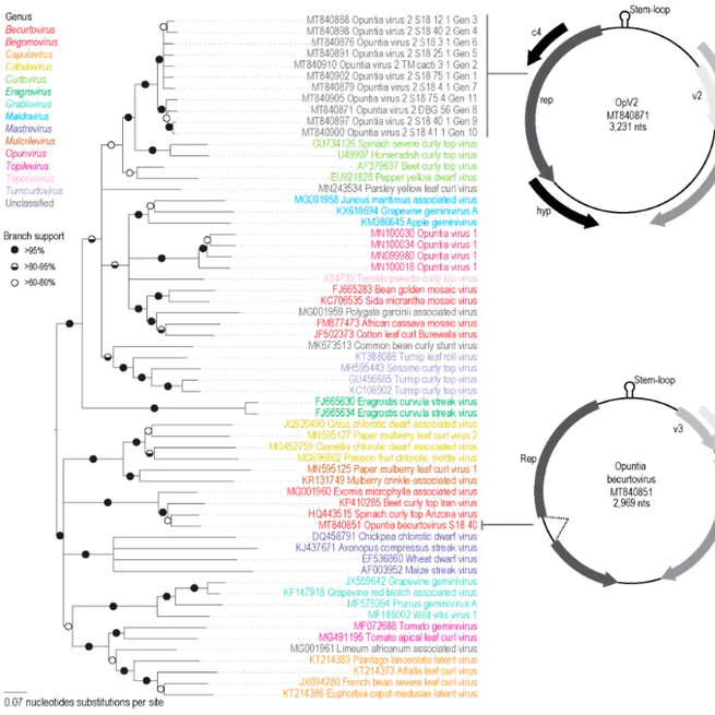 New World Cactaceae Plants Harbor Diverse Geminiviruses