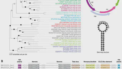 A Novel Divergent Geminivirus Identified in Asymptomatic New World Cactaceae Plants featured image