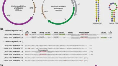 Novel circular DNA virus identified in Opuntia discolor (Cactaceae) that codes for proteins with similarity to those of geminiviruses featured image