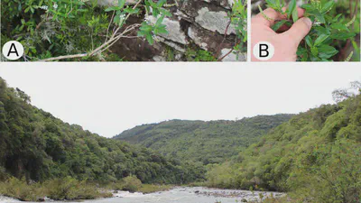 Confirmation of Aloysia dusenii Moldenke (Verbenaceae) for South Brazil: implications for conservation featured image
