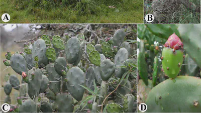 First record of Opuntia rioplatense Cactaceae) for the Brazilian Flora featured image