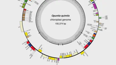 Insights Into Chloroplast Genome Evolution Across Opuntioideae (Cactaceae) Reveals Robust Yet Sometimes Conflicting Phylogenetic Topologies featured image