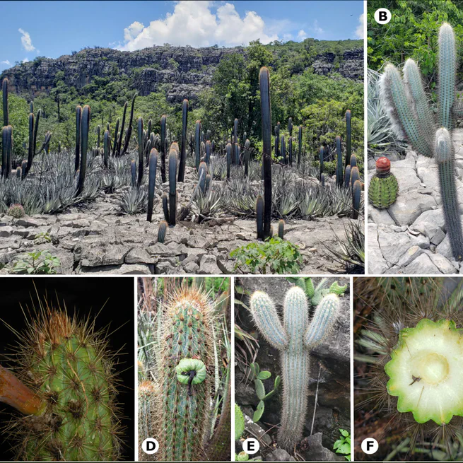 New combinations and taxonomic notes in Cereinae (Cactoideae, Cactaceae) of Brazil