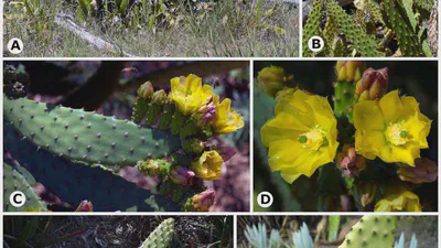 Opuntia leoglossa sp. nov. (Cactaceae): a new identity for the aloctone “Lion’s Tongue” cactus featured image