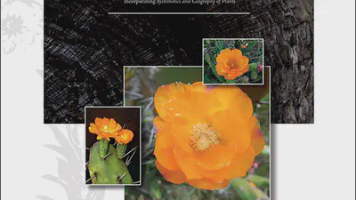 Reassessment and typification of Opuntia canterae (Opuntioideae, Cactaceae), an endemic prickly pear cactus of Uruguay featured image