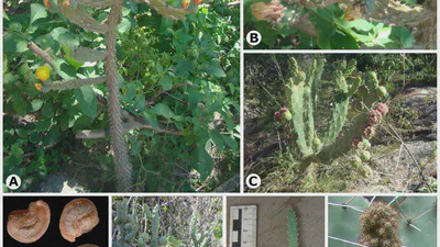 “That’s Opuntia, that was!”, again: a new combination for an old and enigmatic Opuntia s.l. (Cactaceae) featured image