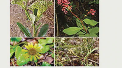 Cactaceae at Caryophyllales.org – a dynamic online species-level taxonomic backbone for the family featured image