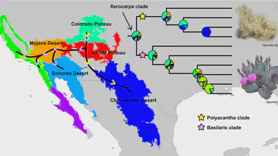 Evolution of the Xerocarpa clade (Opuntia; Opuntieae): Evidence for the Role of the Grand Canyon in the Biogeographic History of the Iconic Beavertail Cactus and Relatives featured image