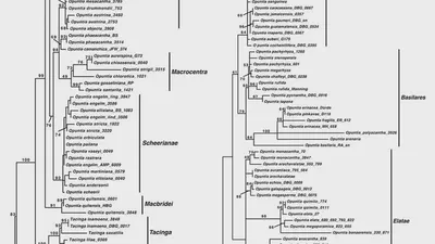 North American Opuntias (Cactaceae) in Argentina? Remarks on the phylogenetic position of Opuntia penicilligera and a closer look at O. ventanensis featured image