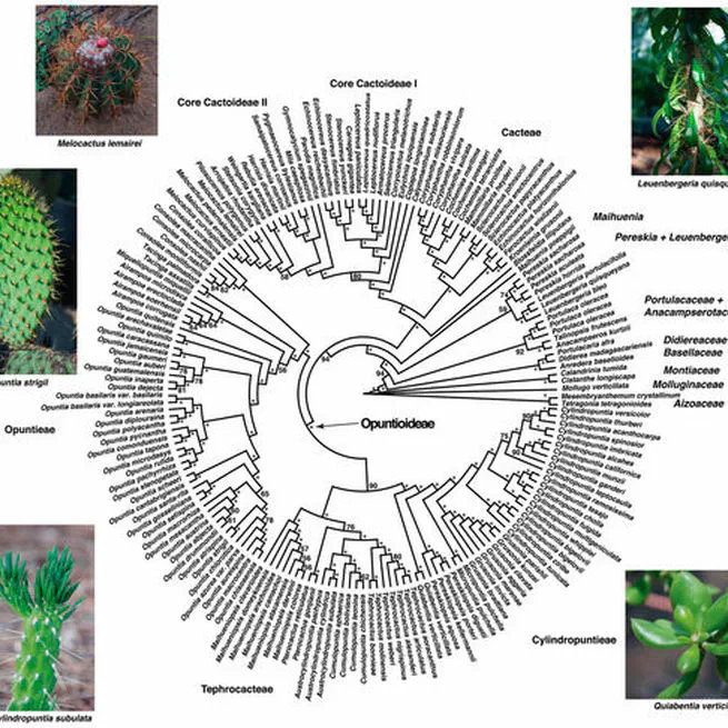 Phylogenomics of One of the World’s Most Intriguing Groups of CAM Plants, the Opuntioids (Opuntioideae: Cactaceae): Adaptation to Tropical Dry Forests Helped Drive Prominent Morphological Features in the Clade
