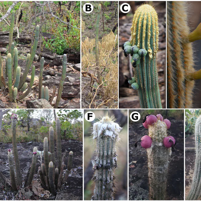 Pilosocereus cristalinensis should not be regarded as conspecific with P. machrisii (Cereeae, Cactaceae)