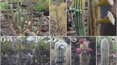 Pilosocereus cristalinensis should not be regarded as conspecific with P. machrisii (Cereeae, Cactaceae) featured image