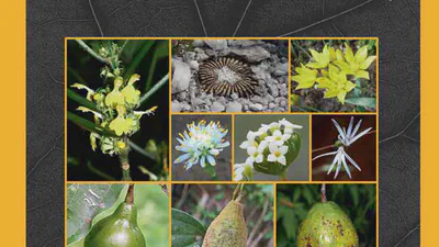 A microendemic and enigmatic new cactus species from the campo rupestre of Minas Gerais, Brazil: Uebelmannia nuda (Cactaceae, Cactoideae) featured image
